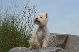 WESTIE 367